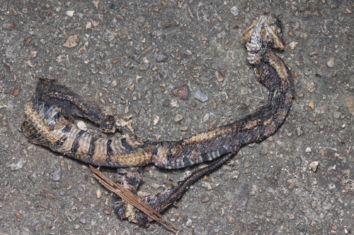 Ringed Water Snake