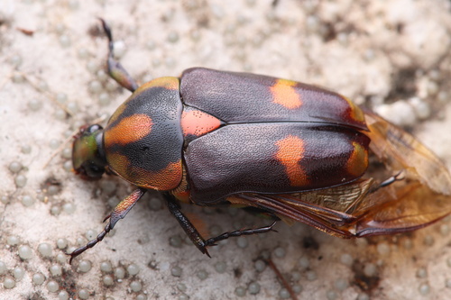 Periphanesthes aurora