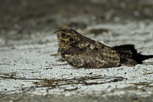 Gray Nightjar