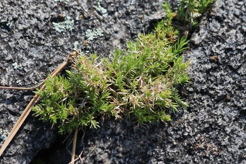 Galium andrewsii ssp. andrewsii