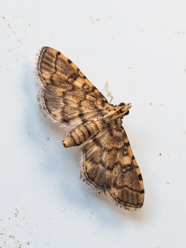 Nacoleia satsumalis