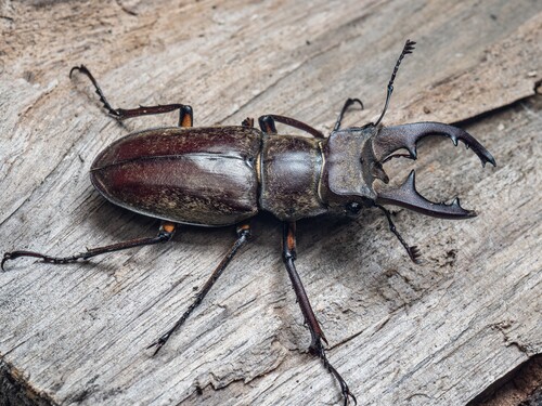 Lucanus maculifemoratus maculifemoratus