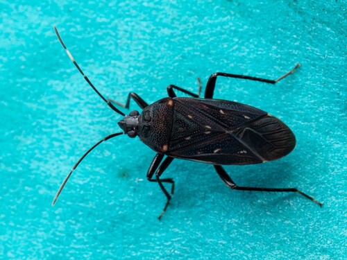 Neolethaeus assamensis
