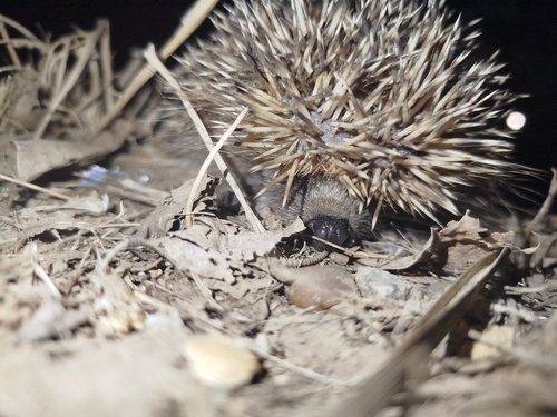 Common Hedgehog
