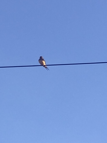Barn Swallow