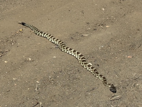iNaturalist observation photo of Northern Pacific Rattlesnake