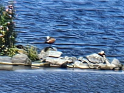 Ruddy Shelduck