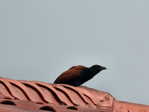 Greater Coucal