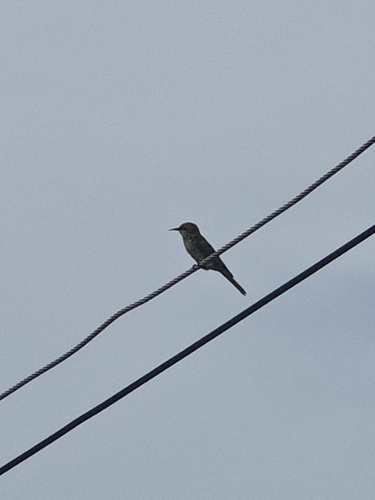 Asian Green Bee-eater