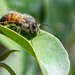 photo of Western Honey Bee (Apis mellifera)