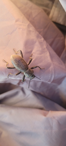 Coelocnemis punctata