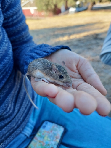 iNaturalist observation photo of California Pocket Mouse