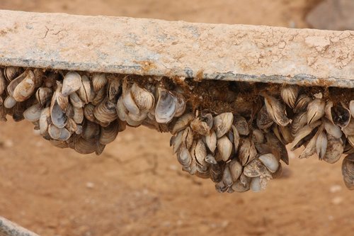 Quagga Mussel