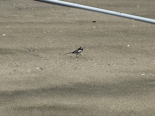 Black-backed Wagtail
