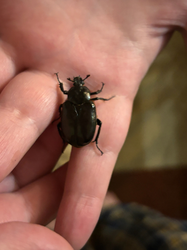 iNaturalist observation photo of Hermit Flower Beetle