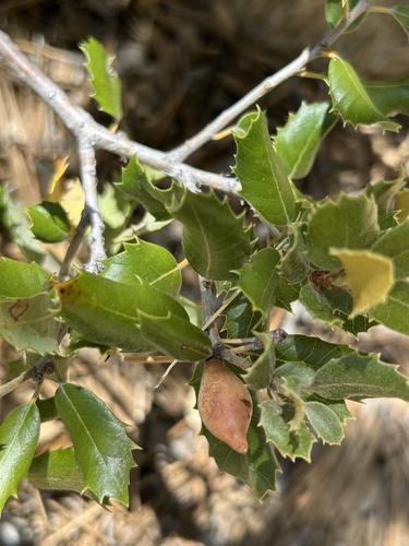 iNaturalist observation photo of Beaked Spindle Gall Wasp