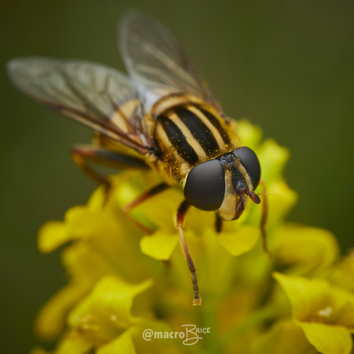 Narrow-headed Marsh Fly