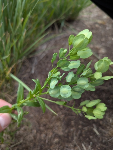 field penny-cress