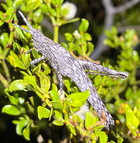 Clematodes larreae