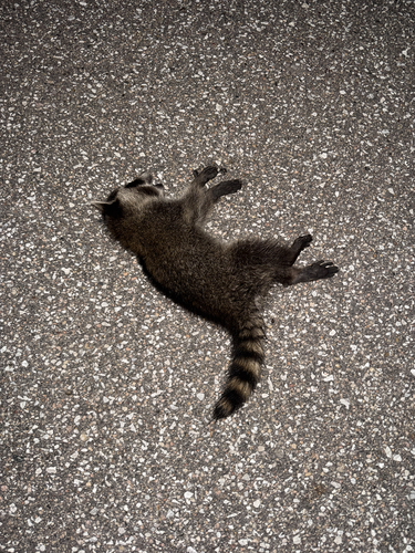 Common Raccoon