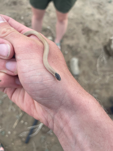 Plains Black-headed Snake