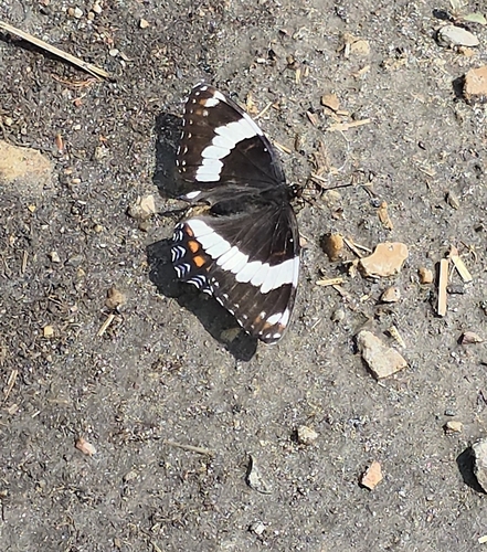 Red-spotted Admiral