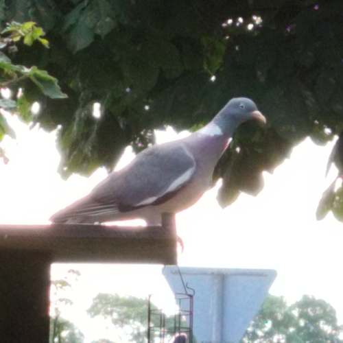 Common Wood-Pigeon