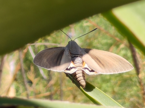 Palm Moth