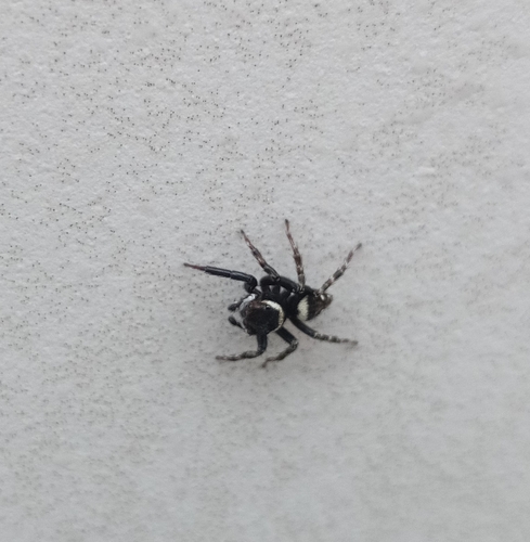 Adanson's House Jumper