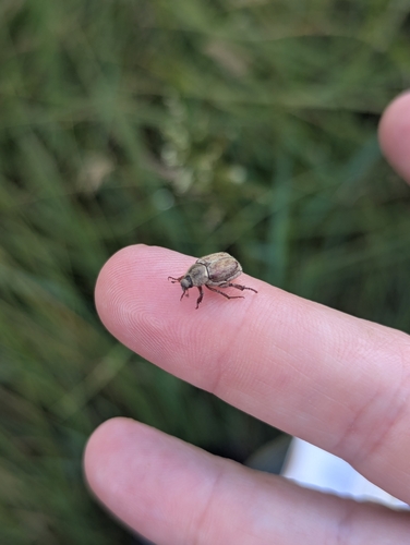 iNaturalist observation photo of Hoplia
