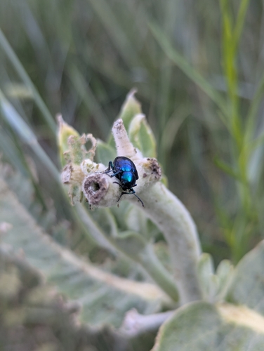 iNaturalist observation photo of Cobalt Milkweed Beetle