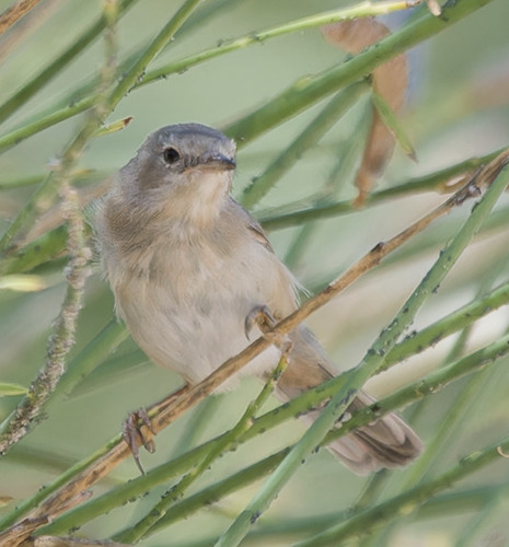 Western Subalpine Warbler