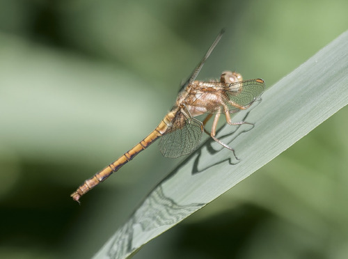 Keeled Skimmer