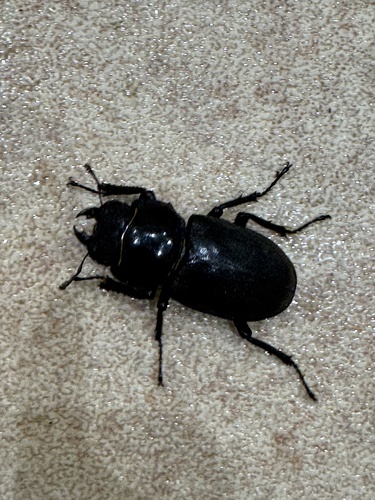 Dorcus montivagus montivagus