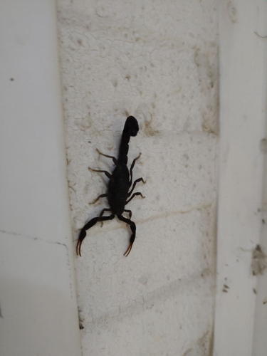 Hottentotta judaicus