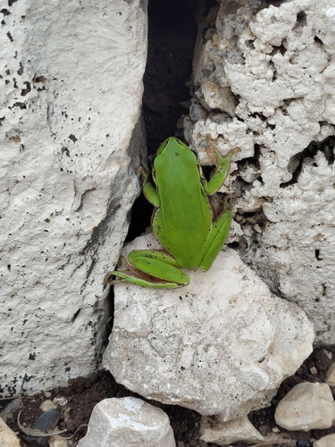Arabian Tree Frog