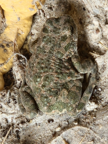 Green Toad