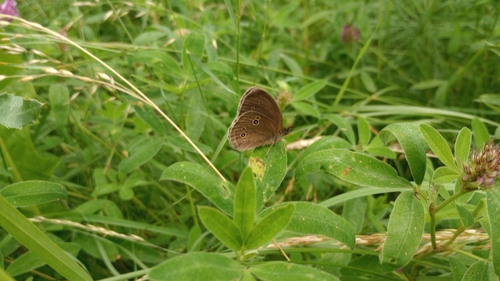 Ringlet