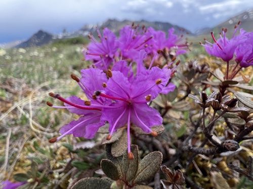 Lapland Azalea