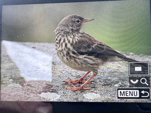Meadow Pipit
