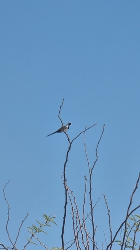 Namaqua Dove