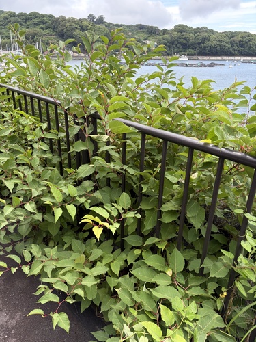 Japanese knotweed