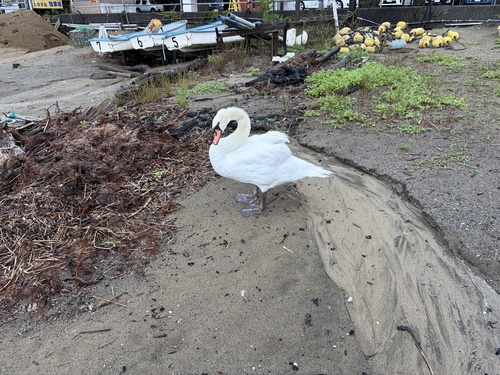 Mute Swan