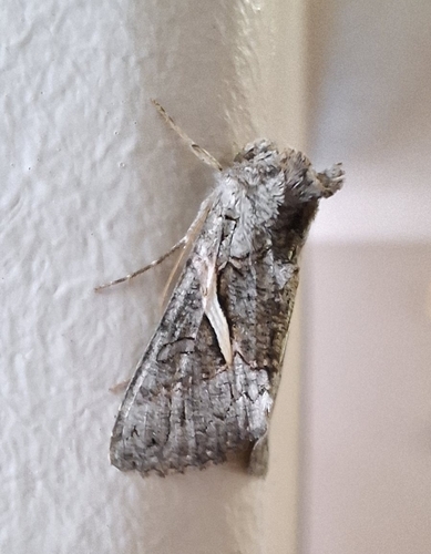 Streaked Plusia