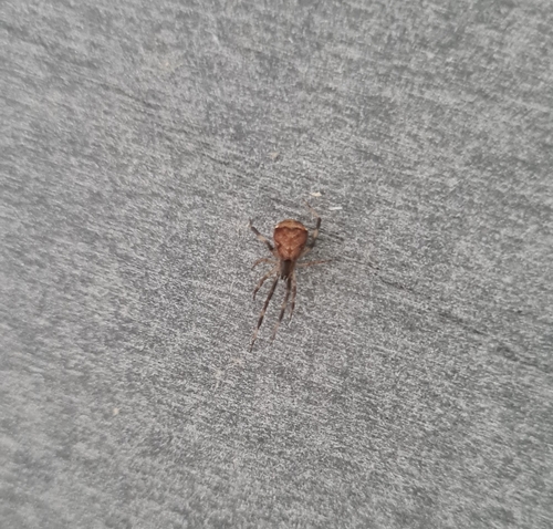 Episinus angulatus