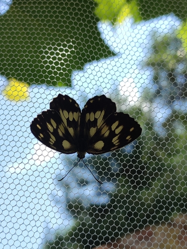 Marbled White