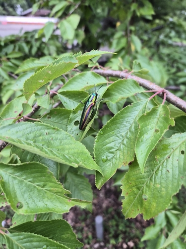 Japanese Jewel Beetle