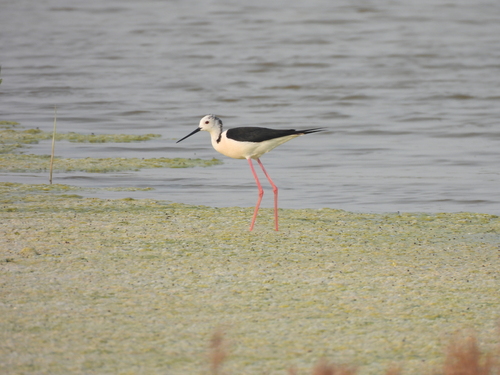 Black-winged Stilt