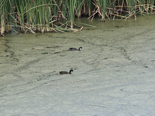 Eurasian Coot