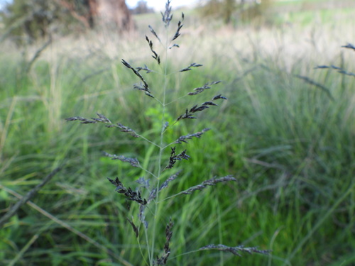 African love grass